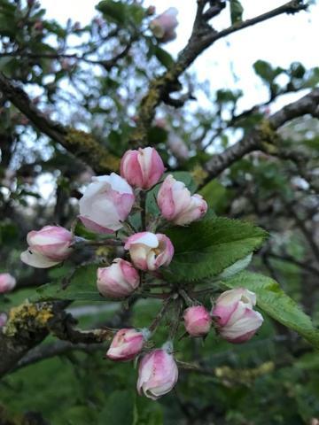 Bed En Breakfast In Het Fruit Zuidoostbeemster ภายนอก รูปภาพ
