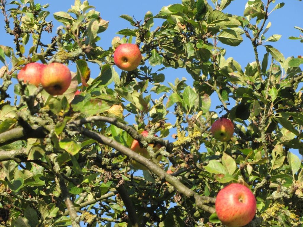 Bed En Breakfast In Het Fruit Zuidoostbeemster ภายนอก รูปภาพ